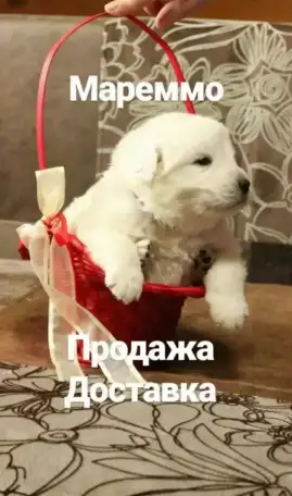 Маремма абруцкая овчарка, фотография 3