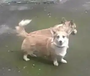 У нас появились щенки вельш корги пемброк, фотография 2