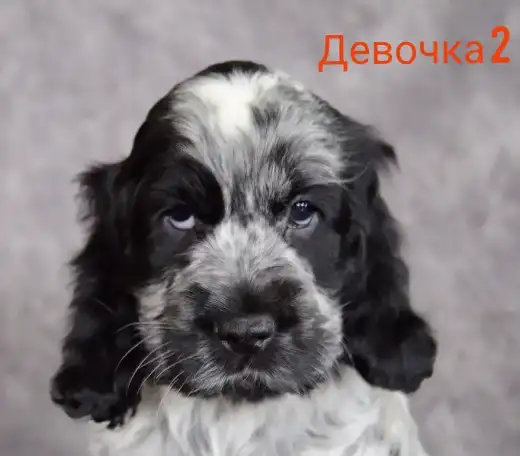 Английский кокер спаниель, фотография 3