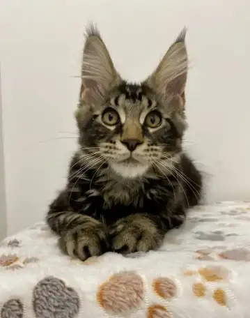 Мейн-кун котик, фотография 6