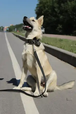 Золотой щенок ищет дом, фотография 2