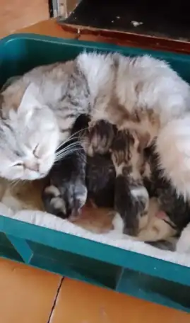 Котятки, фотография 1