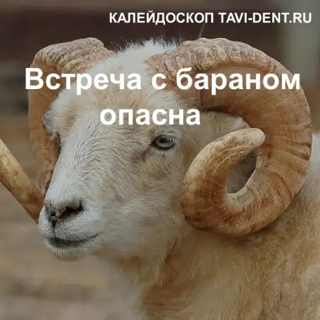 Встреча с бараном опасна для человека, фотография 1