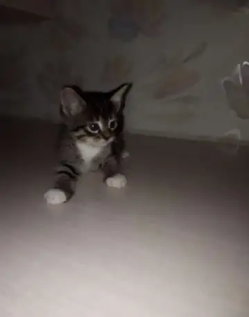 Игривые и Добрые котята, фотография 3