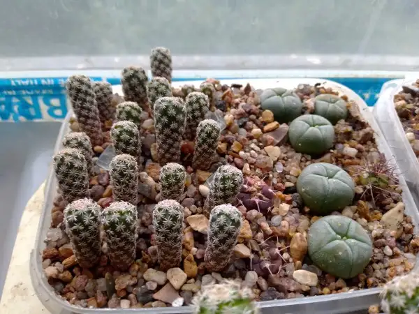 Кактусы на продажу, Turbinicarpus pseudomacrochele от Kohres, фотография 5
