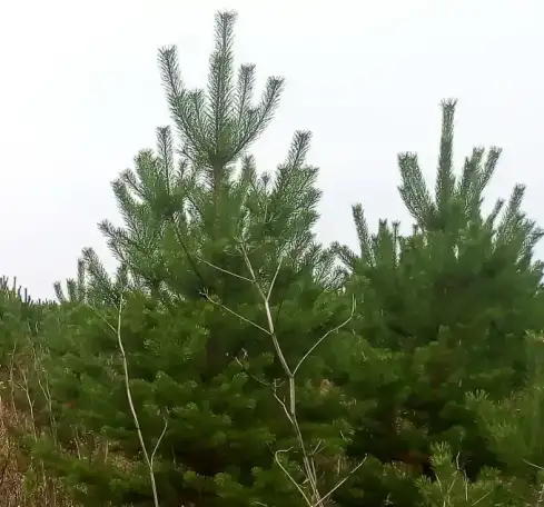 Саженцы Сосна, Берёза Повислая с корневой системой, фотография 1