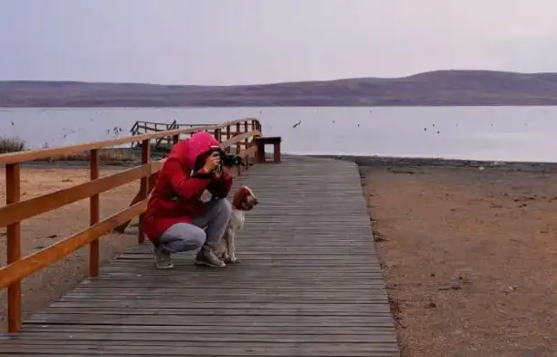 Щенки итальянский бракк, фотография 5