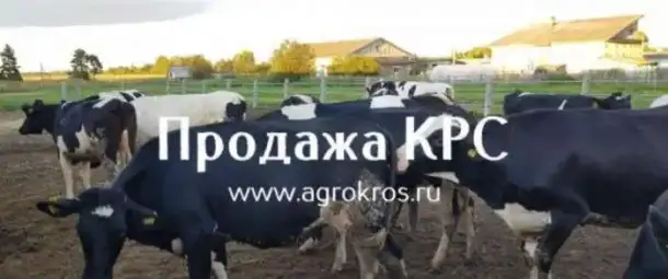 В продаже молочные нетели Черно-пестрой породы. КРС оптом живым весом, фотография 1
