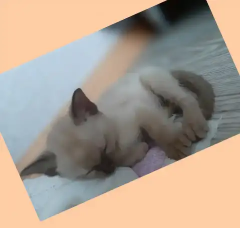 Бурманские котята, фотография 3