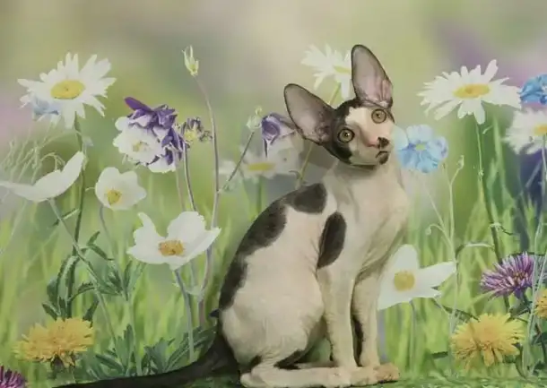 Корниш-рекс котята - нарядные ушастики, фотография 1