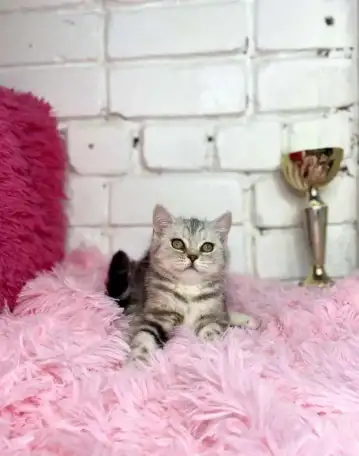 Британские котята, фотография 11