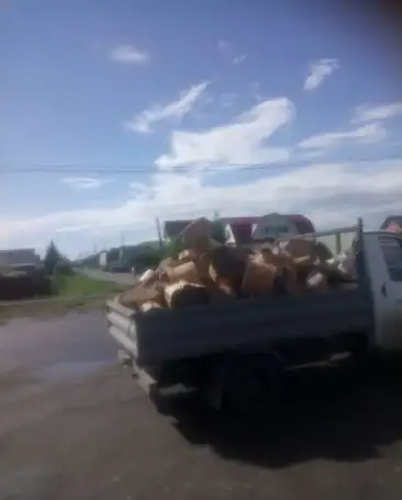 Дрова березовые (обрезь торцевая) в Тюмени с доставкой., фотография 5