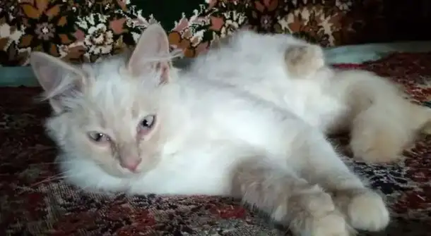 Бусинка, котик породы Невская маскарадная, фотография 3