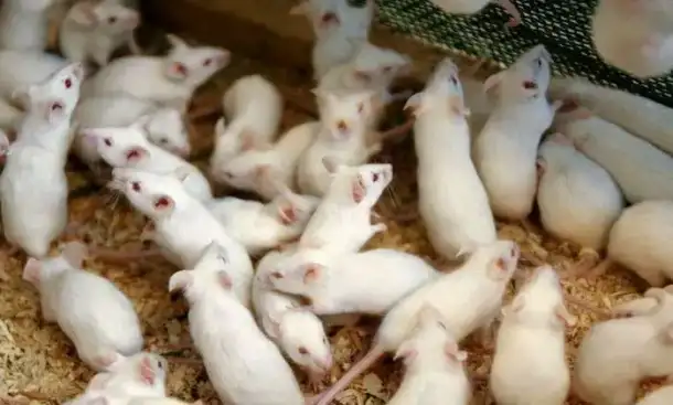 Кормовые мыши., фотография 1