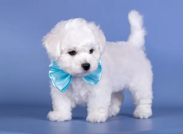Щенок бишон Фризе мальчик SNOW WHITE LAMB, фотография 2