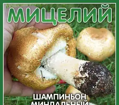 Мицелий для выращивания грибов Шампиньонов, фотография 7