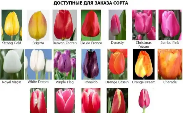 Тюльпаны, фотография 1