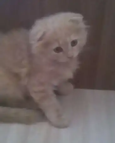 Ласковые котята, фотография 1