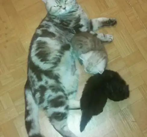 Продаются шотландские котятки, фотография 1