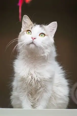 Ласковый красавчик Милош в самые добрые руки!, фотография 4