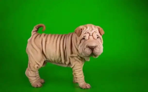 У нас Вы можете купить качественного щенка , фотография 1