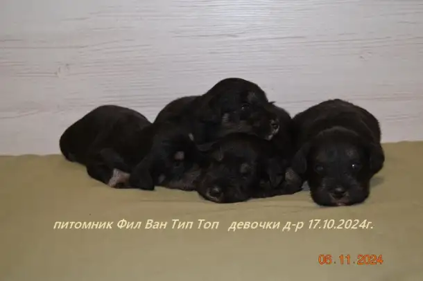 Цвергшнауцер щенки девочки., фотография 2