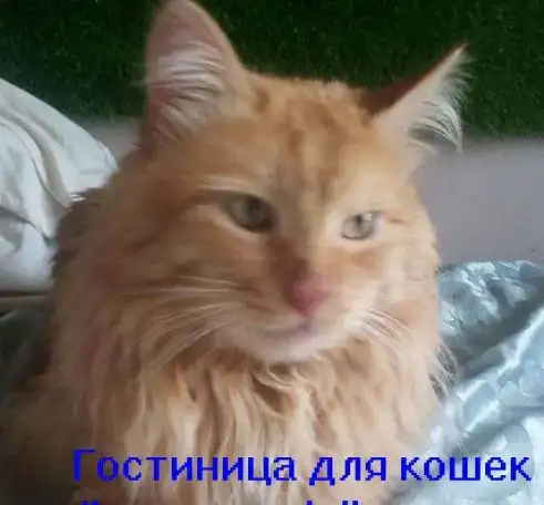 Гостиница для кошек 