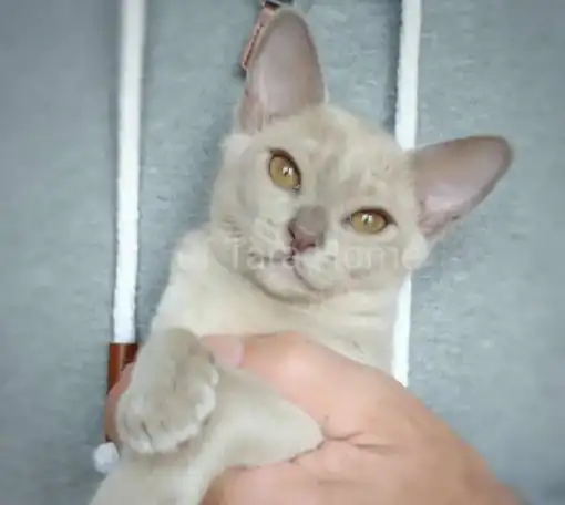 Бурманские котята, фотография 1