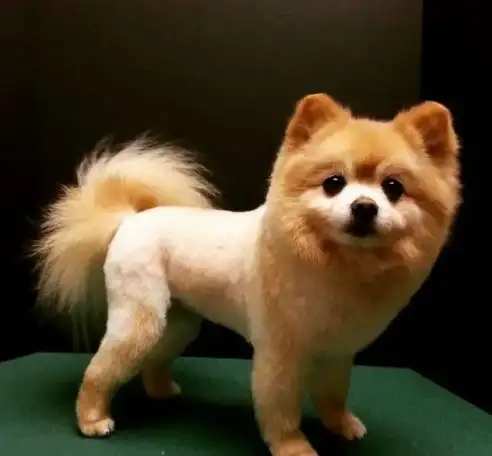 Стрижка собак и кошек, фотография 3