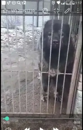 Супер девочка кавказской овчарки, фотография 1