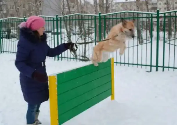 Собака Мода-Мадлен ждет встречи с хозяевами!, фотография 7