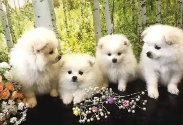 Продам шпица, фотография 1