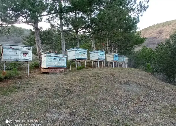 КРЫМСКИЙ ГОРНЫЙ МЕД, фотография 4