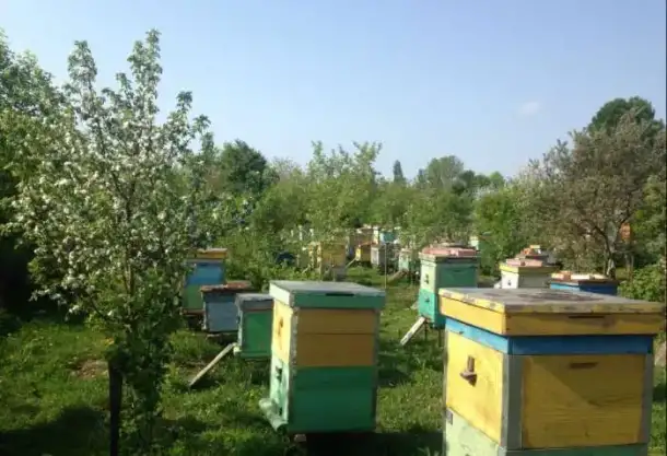 Пчелосемьи среднерусской породы, фотография 1