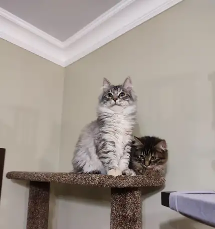 Котята Курильского бобтейла, фотография 4