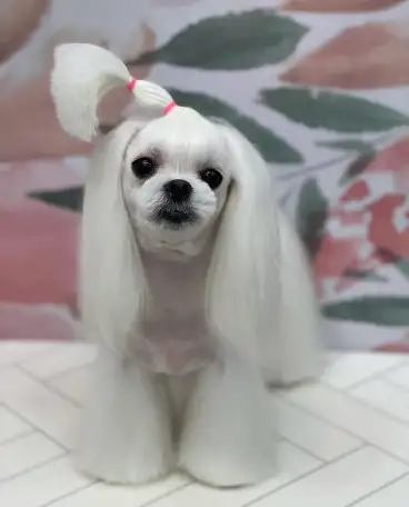 Стрижка собак и кошек, фотография 3