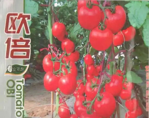 Продаю семена розового томата, фотография 2