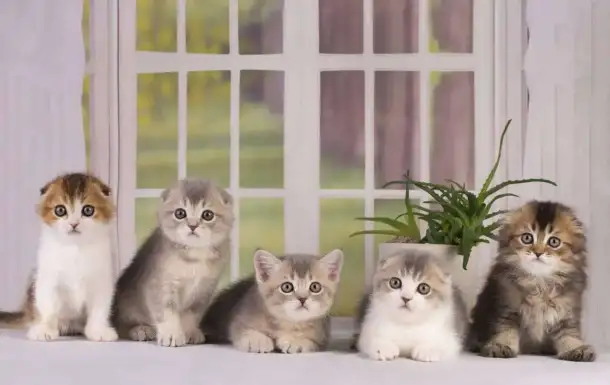 Котята шотландские вислоухие, фотография 1
