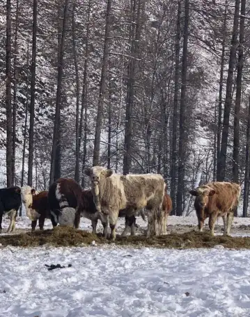 Закуп КРС по всей России, фотография 3