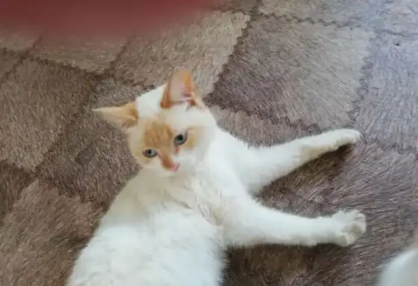 Подарю милых и умных котят, фотография 2