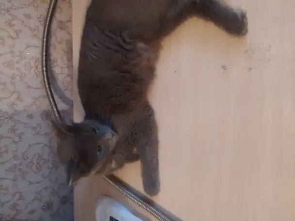 Отдам котят, фотография 2