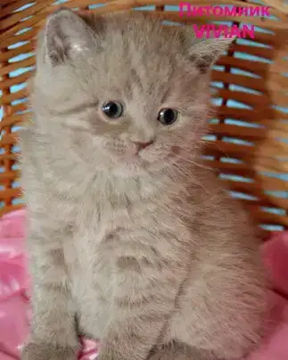 Британские клубные лиловые котята., фотография 2