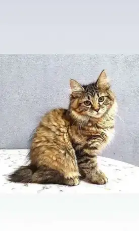 Котёнок Курильского бобтейла, фотография 5