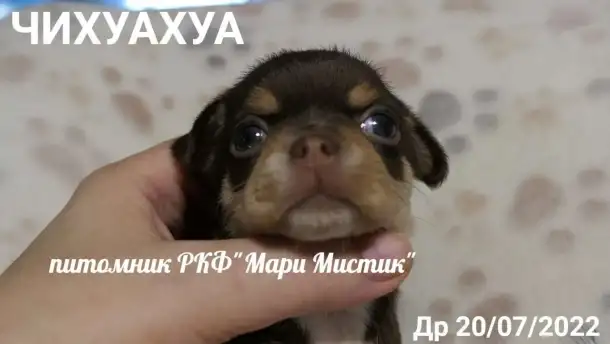 Щенки чихуахуа разного возраста, пола и окраса, фотография 17