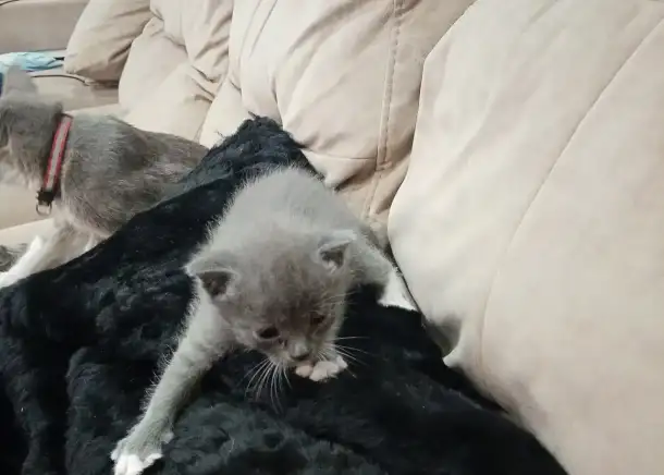 Котята преумные, фотография 2