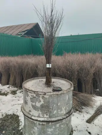 Продам метла чилиговая, фотография 3