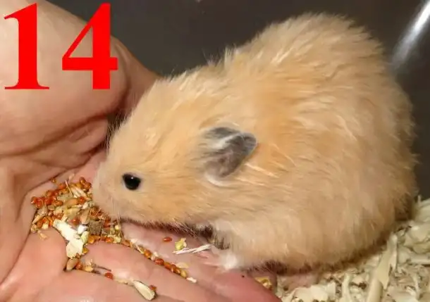 Хомяки самки сирики ДШ (есть клетки) 13,14, фотография 7