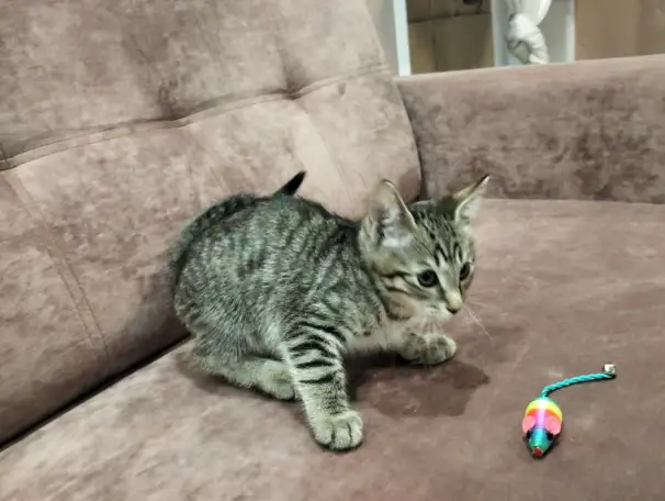 котята в добрые руки бесплатно, фотография 7