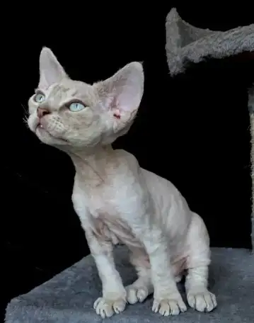 милые котята, фотография 2