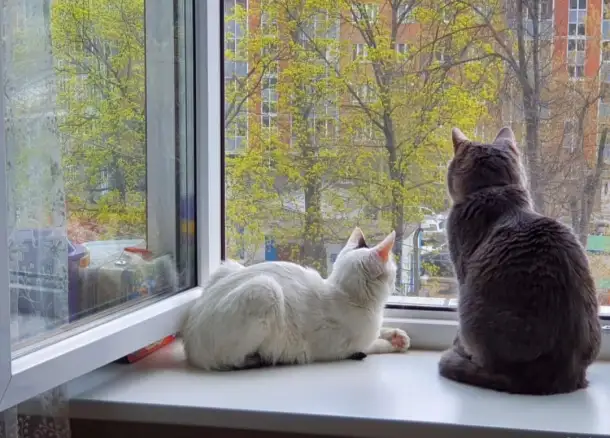 Передержка домашняя кошек и грызунов, фотография 10